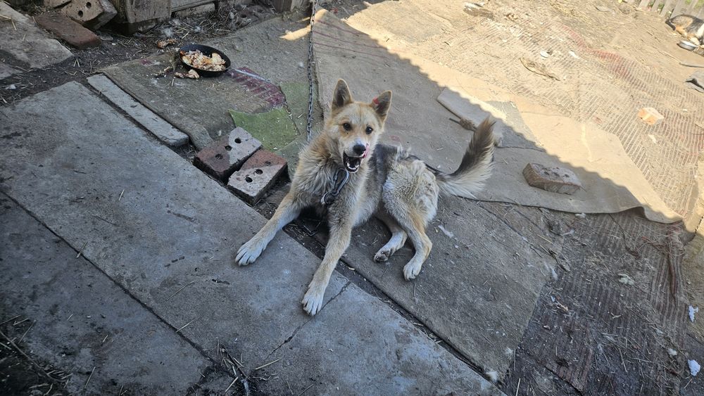 Отдам щенка 8 месяцев