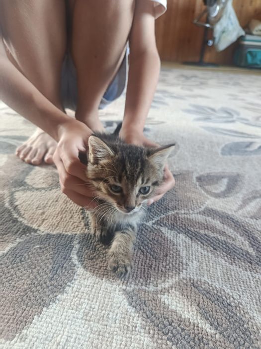Отдам котят даром