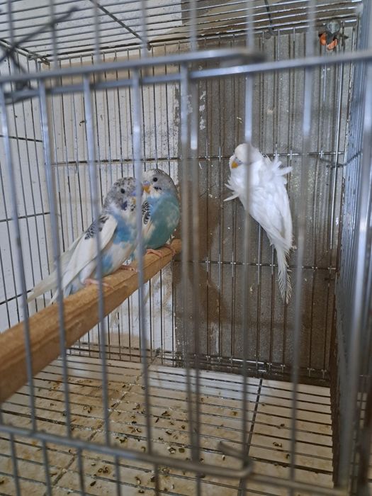 Volnistiy popugay va babochka