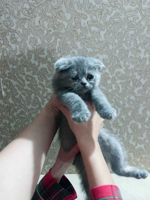 Шотландский фолд