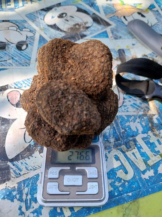 Trufe negre /Tartufi/Truffles