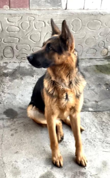 Немецкая овчарка ищет себе невесту