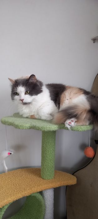 Подарявам тази красавица