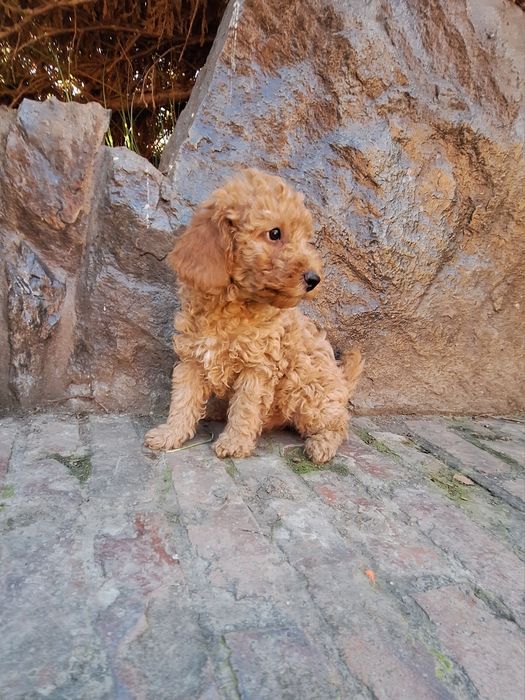 Pudel/Poodle Miniature