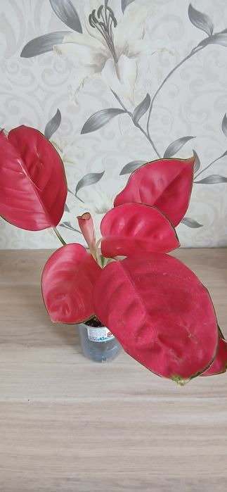 Продам комнатные цветы