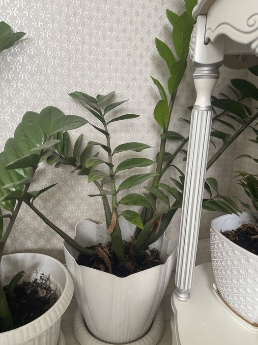 Комнатные цветы доллар