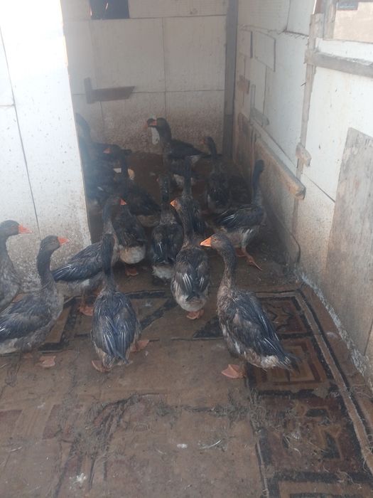 Продам гуси молодые 4 х месячные