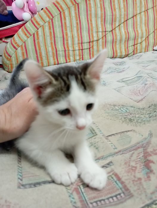 Отдам котика. Мальчик.