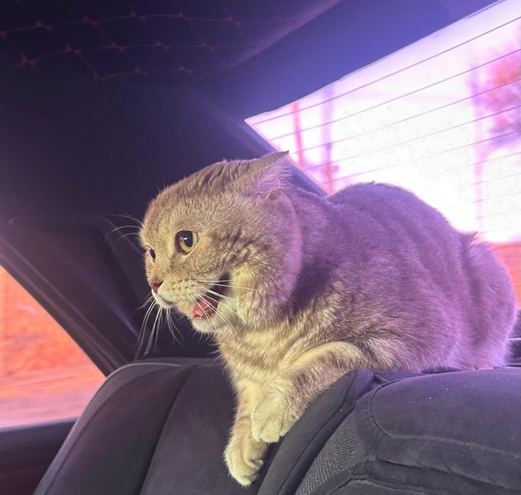 Мысық сатылады..