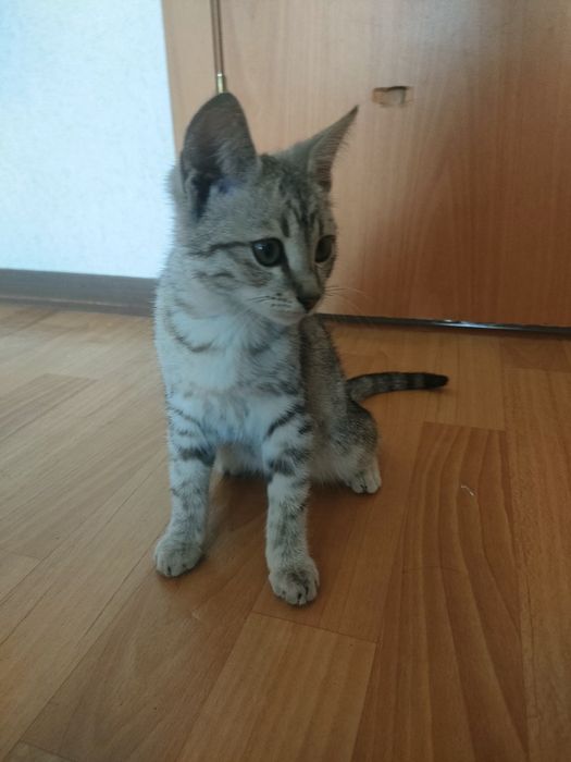 Продам маленкую котяту