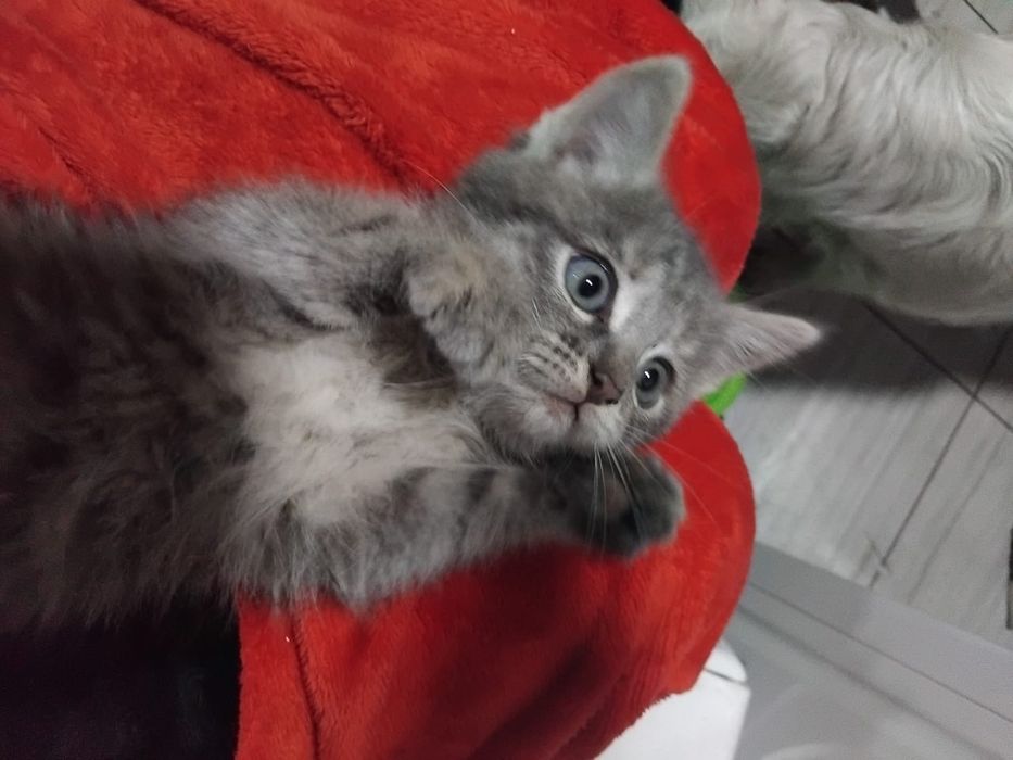 Отдам котят в добрые руки