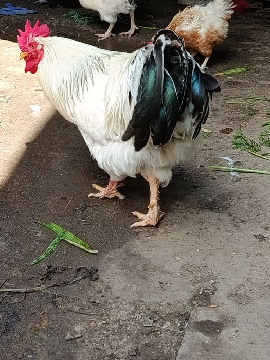 Cocos de prăsilă Sussex