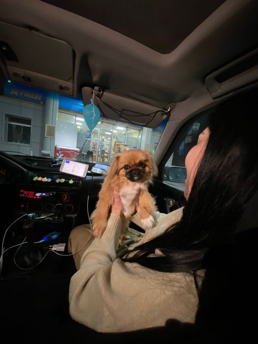 Пекинес собака срочно продается