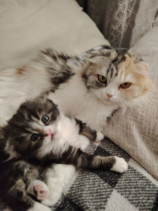 Отдам  вислоухую кошечку