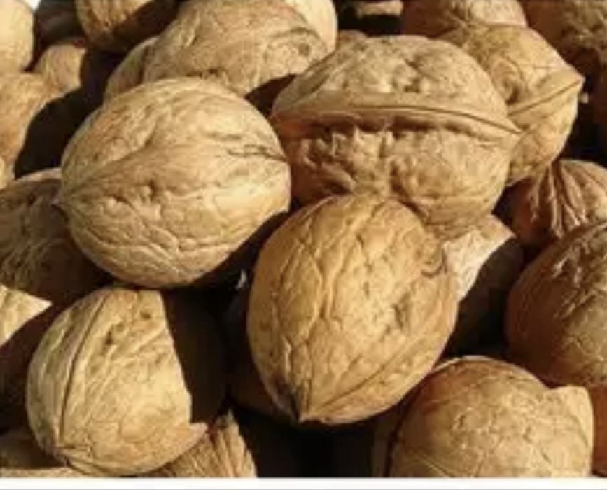 Жаңғақ грецкии свежии