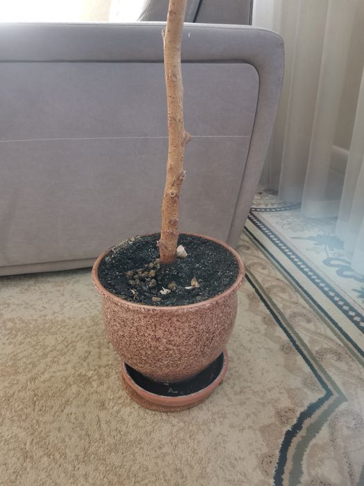 Продам цветок фикус