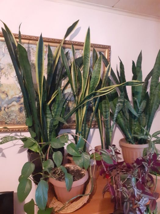 Цветы для офиса в горшках.Разных размеров нужно смотреть.