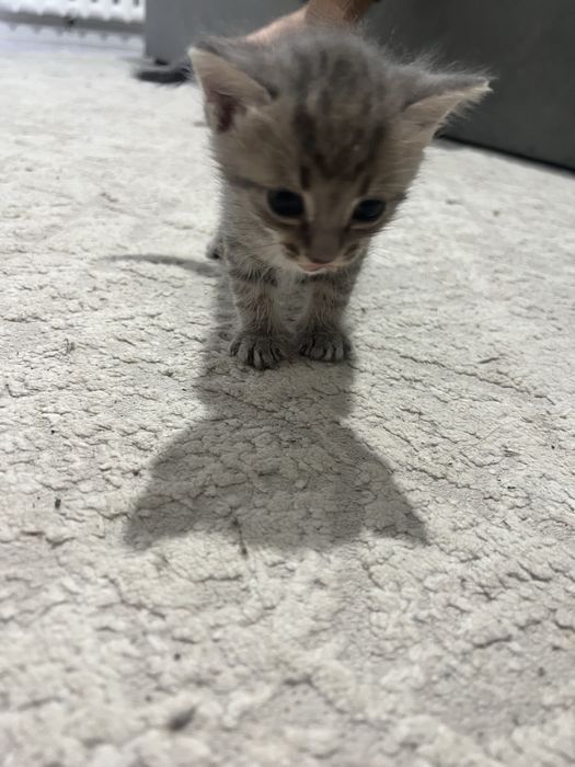Отдам котят в добрые руки!