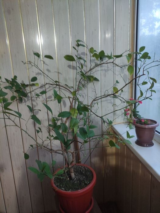 Гуллар хона гуллари