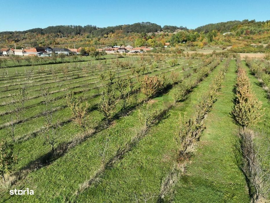 RECO, Teren cu livada de ciresi, Zona Auseu, Bihor