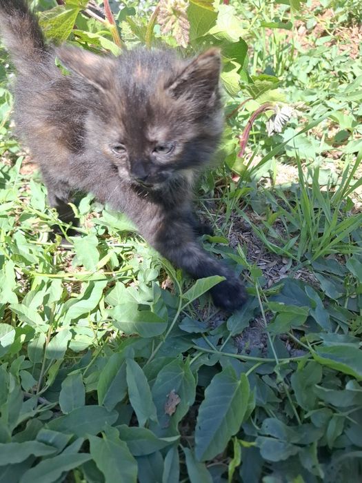 Отдам котят БЕСПЛАТНО