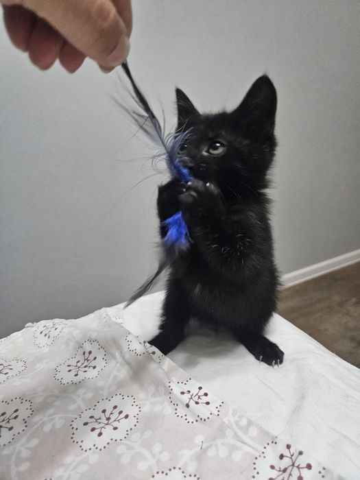 Котёнок девочка 2 месяца
