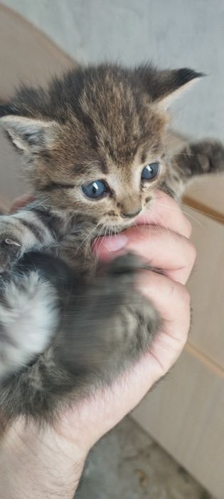 отдам котят в добрые руки