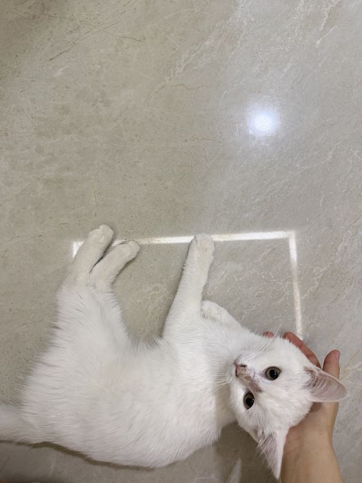 белая кошка/котенок