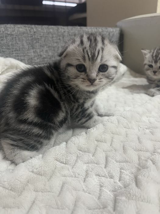 Котята скотиш фолд ,скотиш страйт