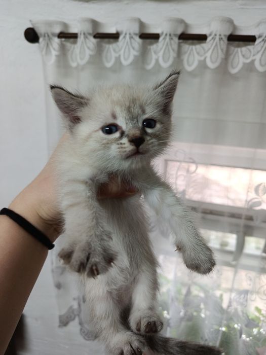 Отдам котят в добрые руки