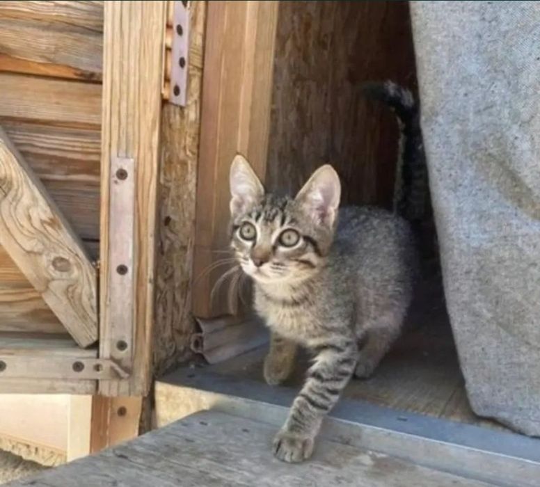 Отдам котёнка 5 месяцев