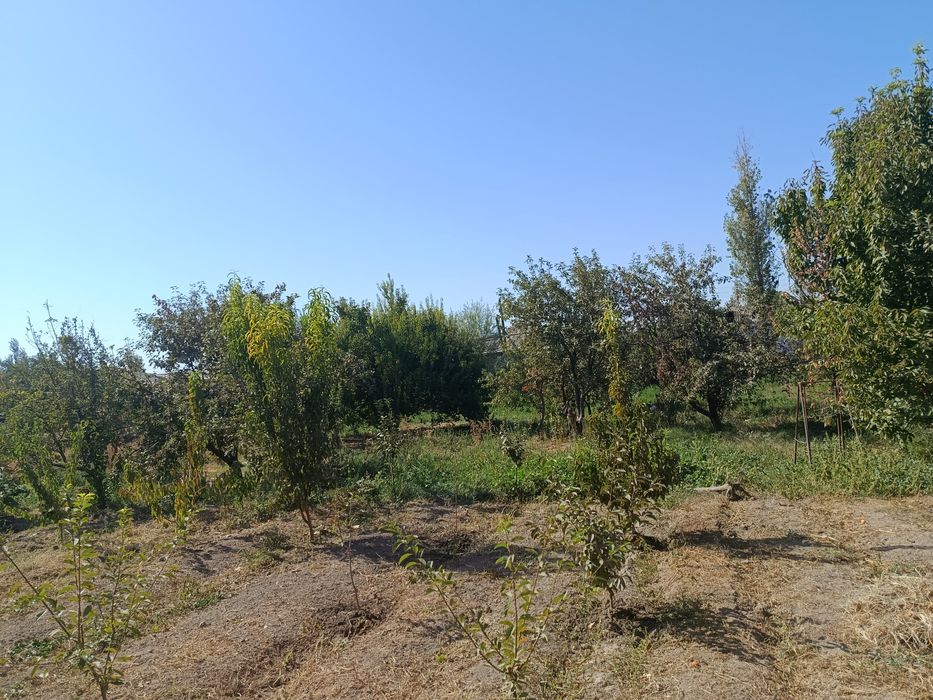 Nurafshon wahar markazida 6 sotik tortburcak yer