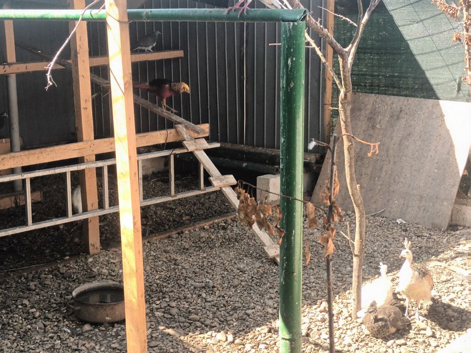 Animale Păuni fazani