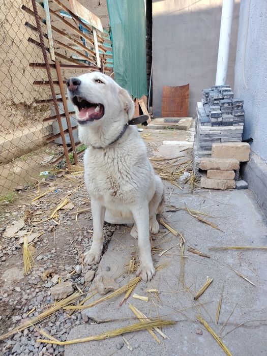 Лабрадор 9 месяцев