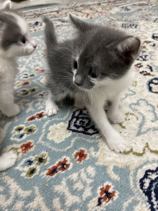 Отдам котят в хорошие руки