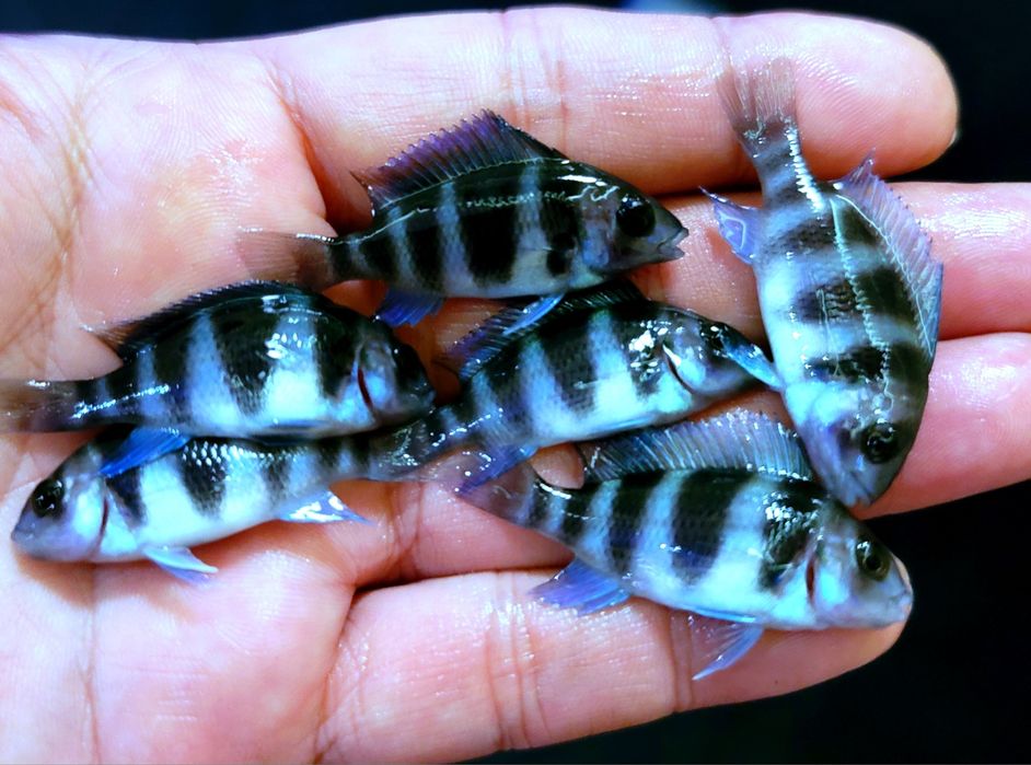 Продам мальков Cyphotilapia Frontoza Nort blue.