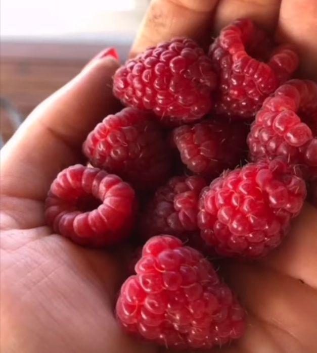 Продам саженцы ежевики