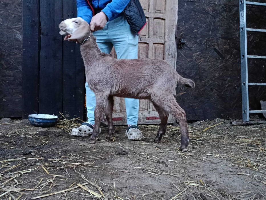 Pereche anglonubiene de vânzare