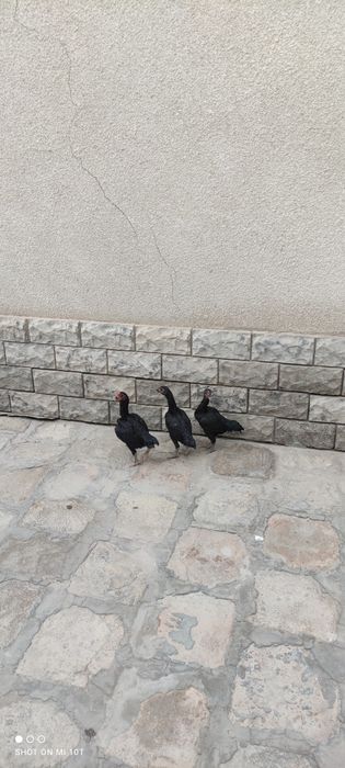 Shu shamo jujalari 7 oylik