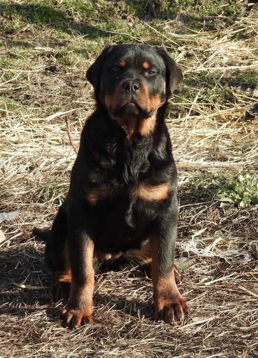 De vanzare pui Rottweiler femela