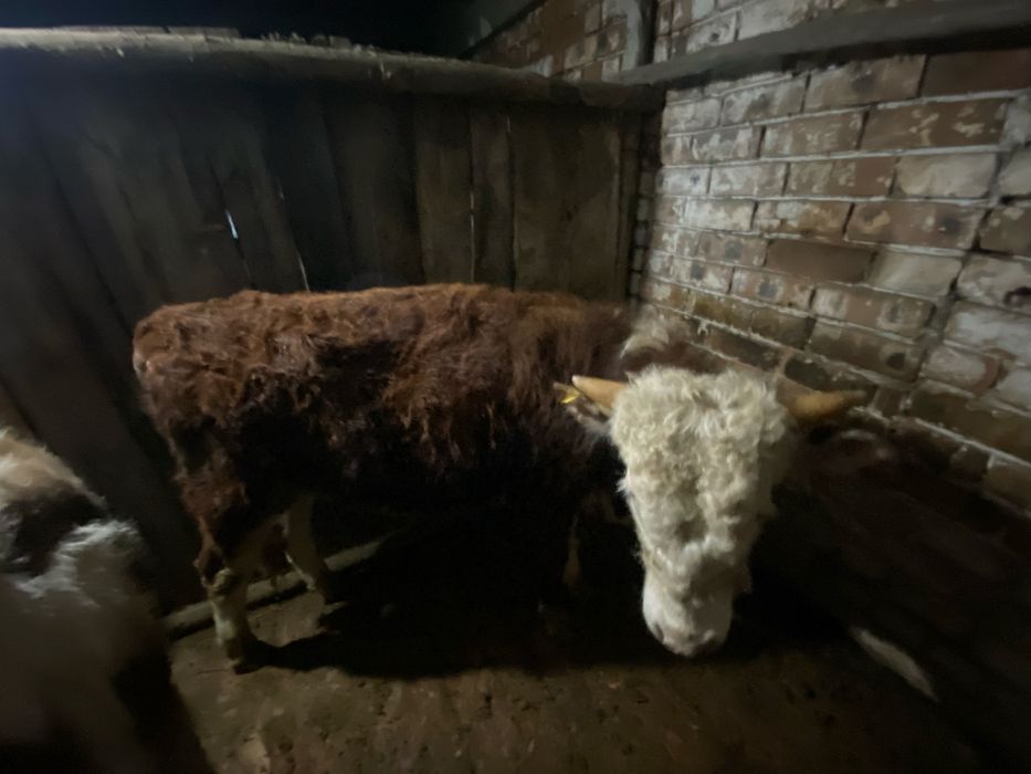 2 бас бұқа сатылады 1,5 жасар байланған