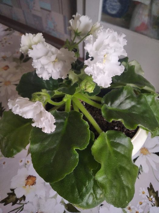 Продам фиалки разные.