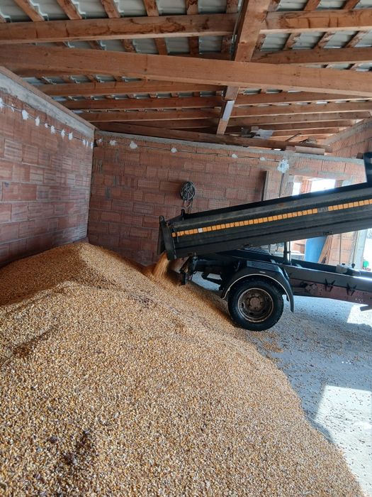 Porumb boabe recolta 2026