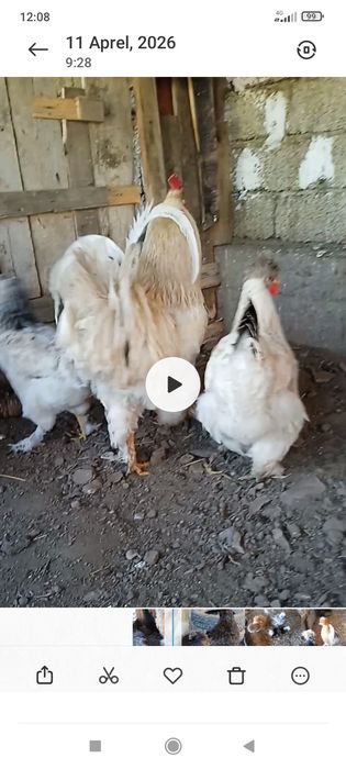 Tuhum sotiladi yapon ,Brama,Jersi zot