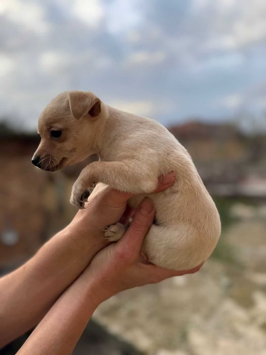 Продавам пинчери