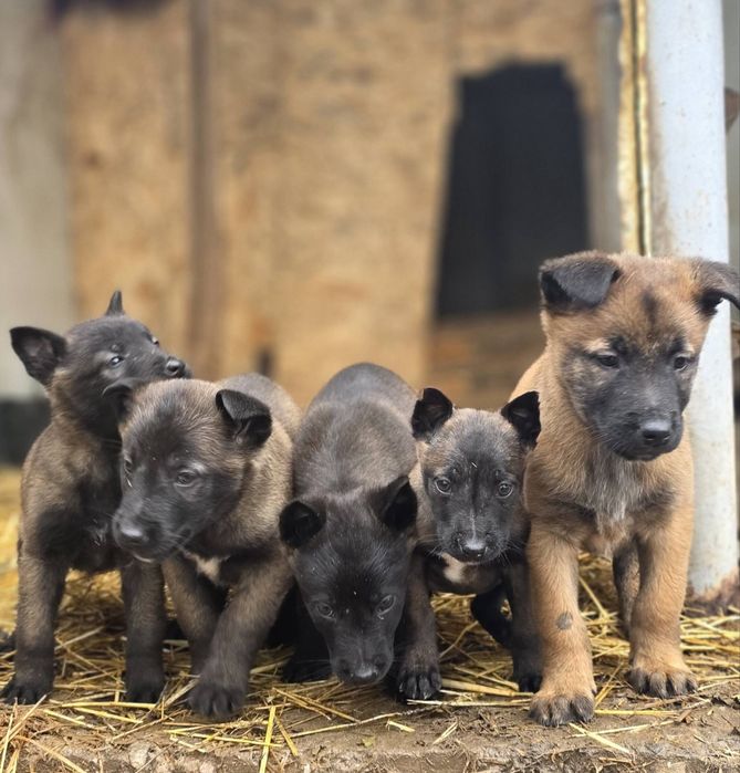 Белгийска овчарка - малиноа