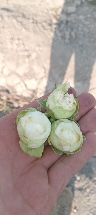 Атиргуларга 100 % гарантя