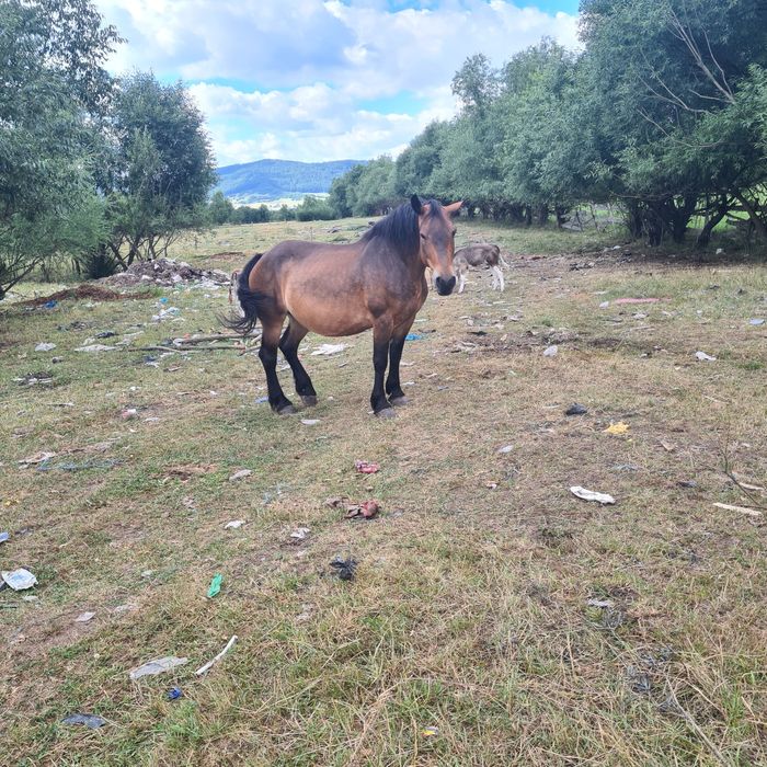 Iepe mhnji de vhnzare informații la telefon