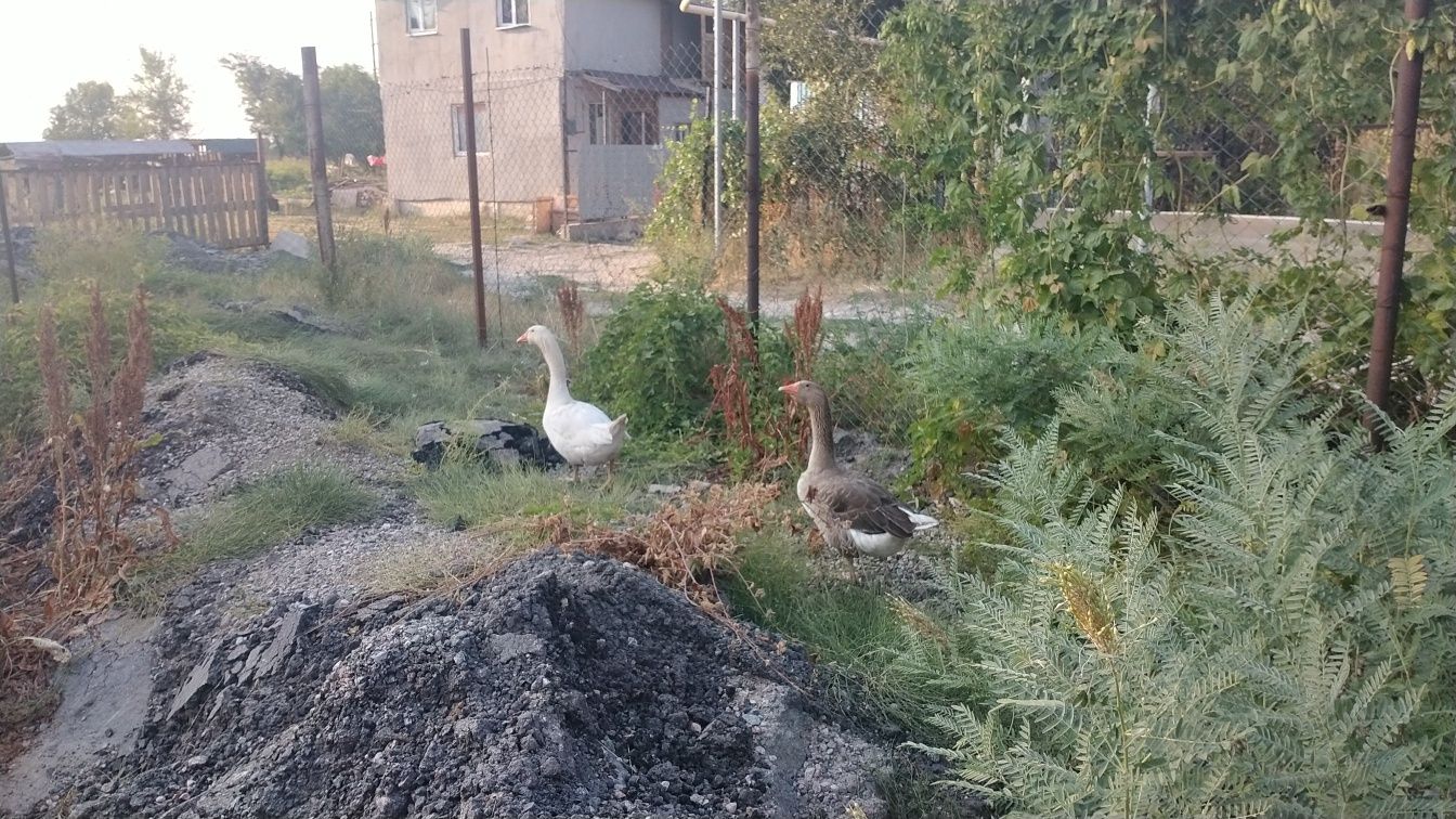 Петухи и гуси в городе тарусе