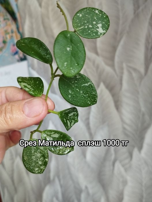 Хойя Матильда, Сильвер доллар, Принцесса Аргентия, цветы